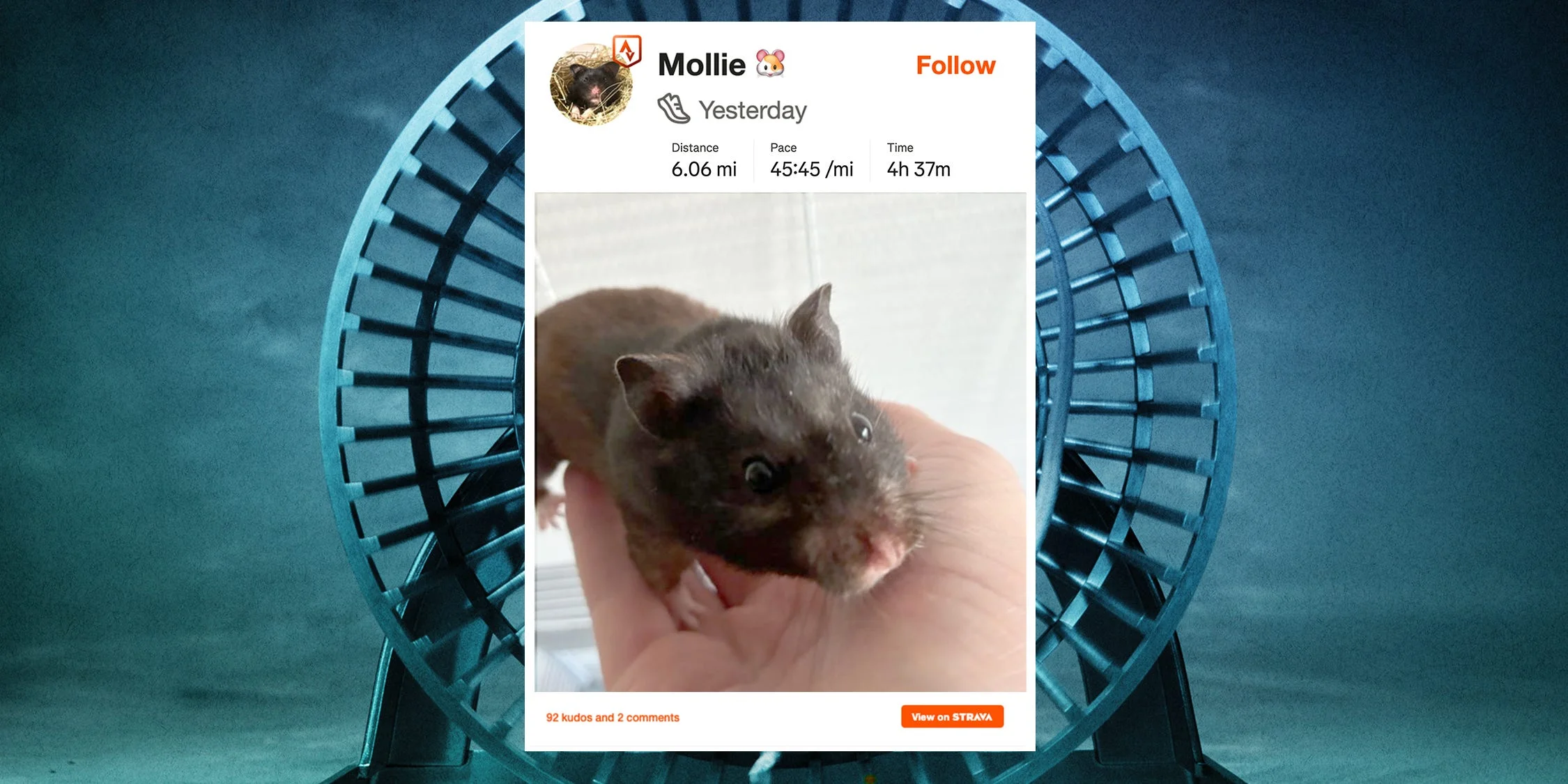 A Physicist Rigged His Pet Hamster’s Wheel to Upload to Strava. It Runs Surprisingly Far Every Night