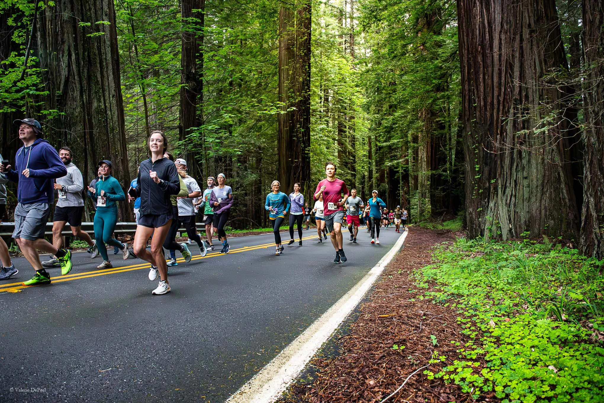 Runners participating in a race amid tall trees on a forested road. Runners participating in a race amid tall trees on a forested road.